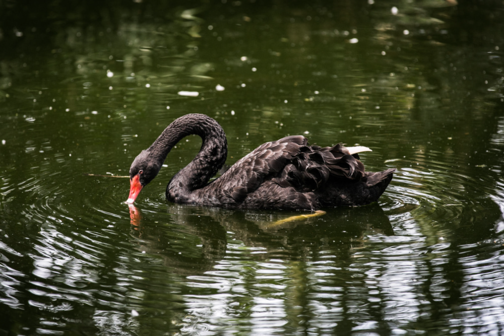Zoo Negara Malaysia - Image 4 of 9