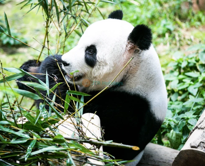 Zoo Negara Malaysia - Image 2 of 5