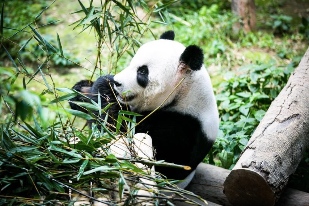 Zoo Negara Malaysia - Image 2 of 9