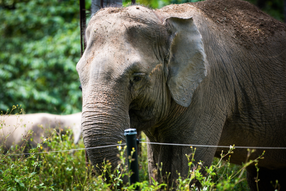 Zoo Negara Malaysia - Image 5 of 9