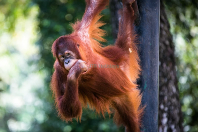 Zoo Negara Malaysia - Image 6 of 9