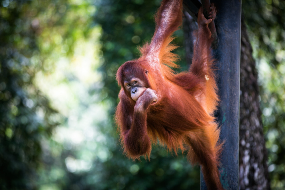 Zoo Negara Malaysia - Image 6 of 9
