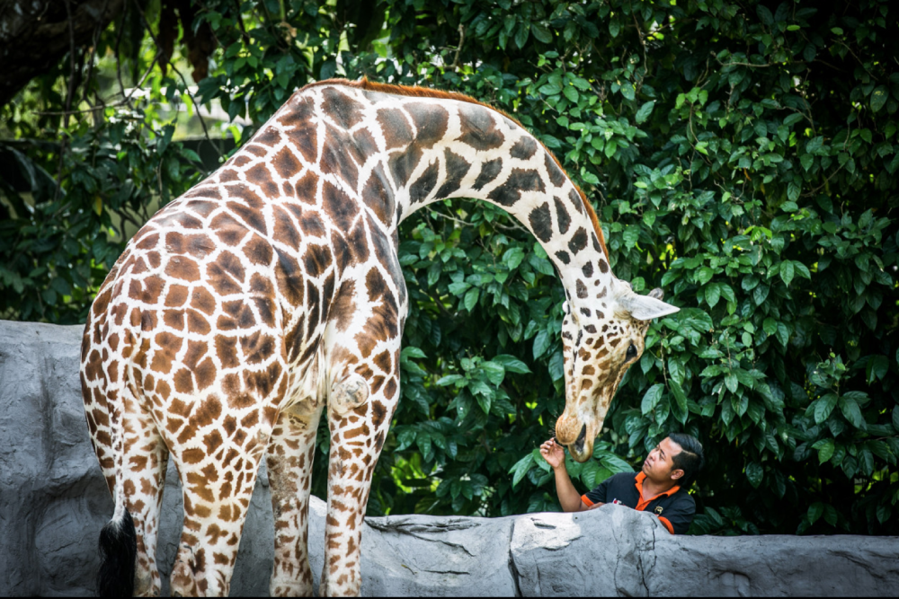 Zoo Negara Malaysia - Image 7 of 9