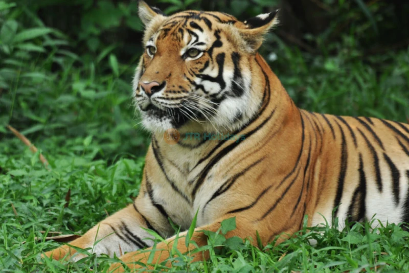 Zoo Negara Malaysia - Image 8 of 9