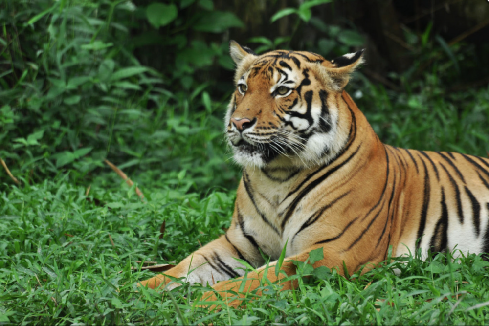 Zoo Negara Malaysia - Image 8 of 9
