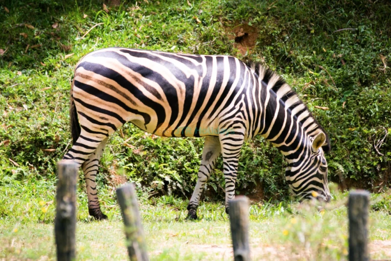 Zoo Negara Malaysia - Image 9 of 9