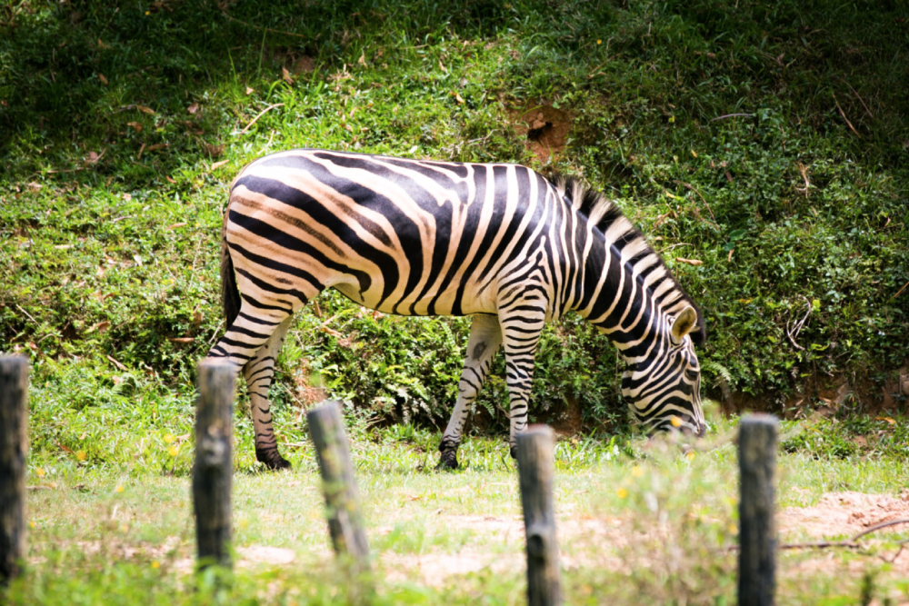 Zoo Negara Malaysia - Image 9 of 9