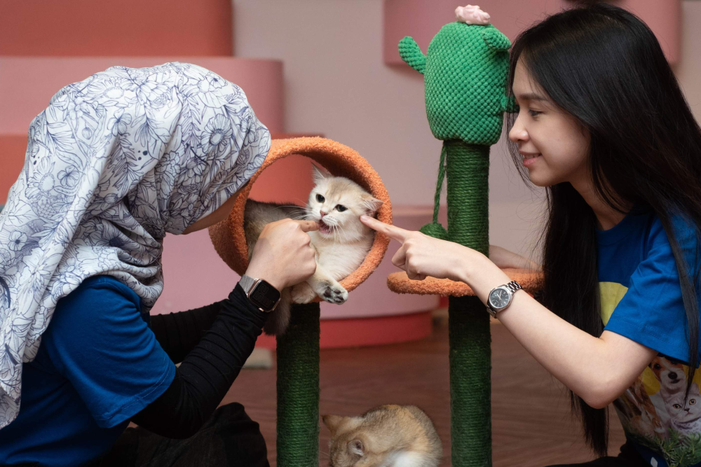 Just Farm by Just Pets Megastore Ticket - Just Farm by Just Pets Megastore Ticket for an unforgettable indoor petting zoo experience in Petaling Jaya! Interact with birds, bunnies, and more in natural-style habitats. Learn about animal behaviors and habitats in a fun and safe environment. With your Just Farm by Just Pets Megastore Ticket, you can enjoy close encounters with friendly animals and even visit a dedicated sanctuary for cats or dogs. Book your Just Farm by Just Pets Megastore Ticket today for a fun-filled family outing! Just Farm by Just Pets Megastore Ticket - Image 1 of 5