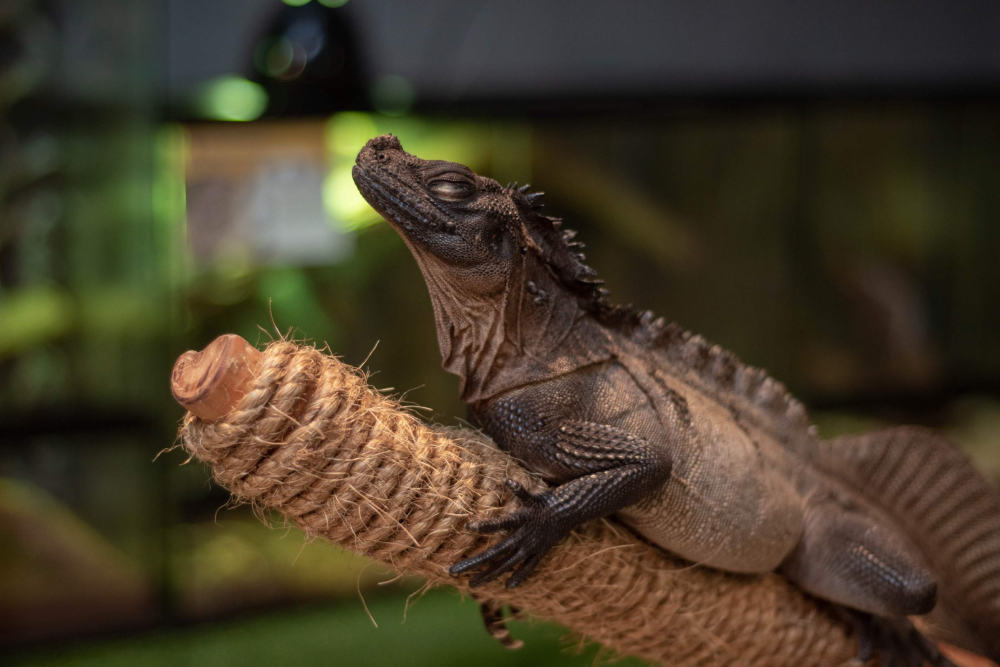 Entrada Just Farm en Just Pets Megastore - Image 3 of 6
