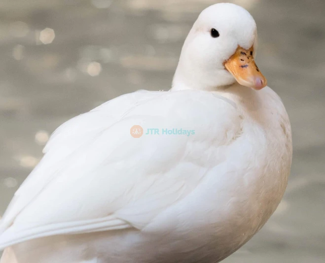 Just Farm by Just Pets Megastore Ticket - Image 2 of 5