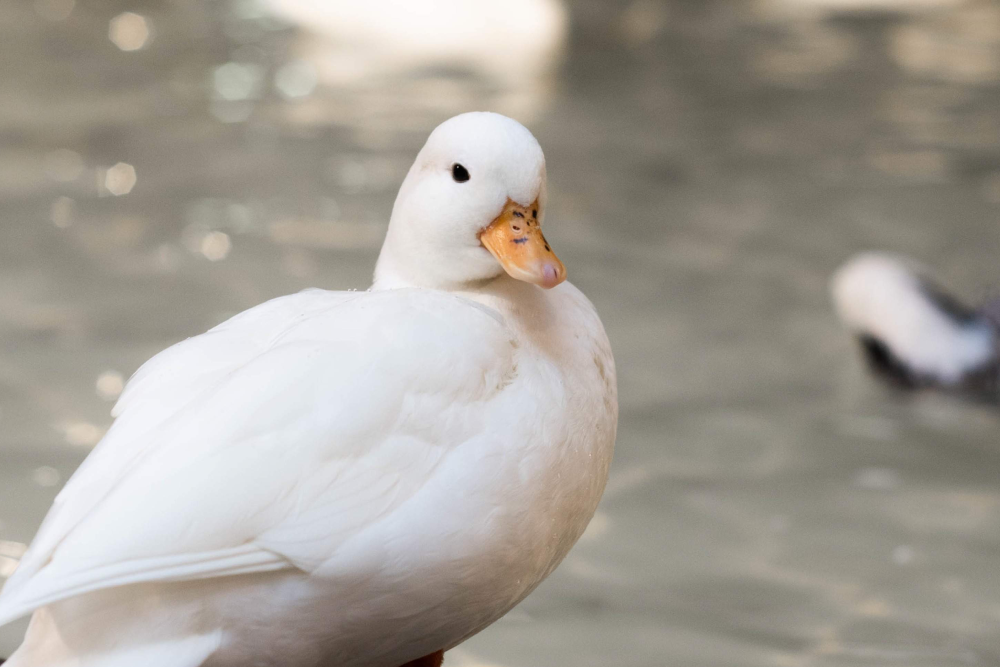 Entrada Just Farm en Just Pets Megastore - Image 2 of 6