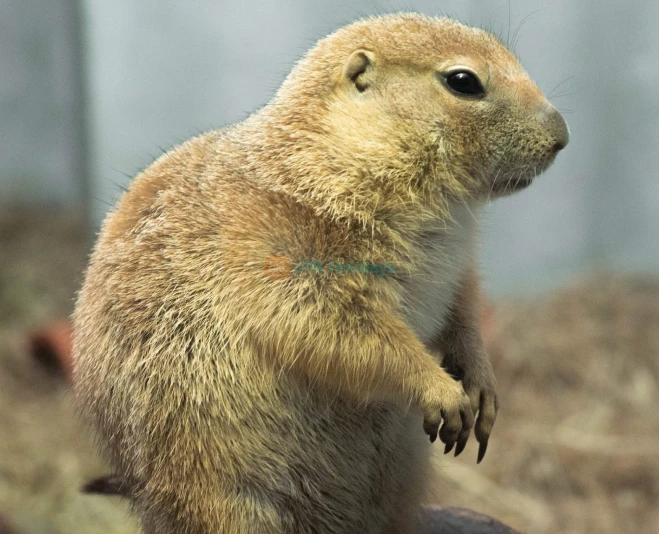 Just Farm by Just Pets Megastore Ticket - Image 5 of 5