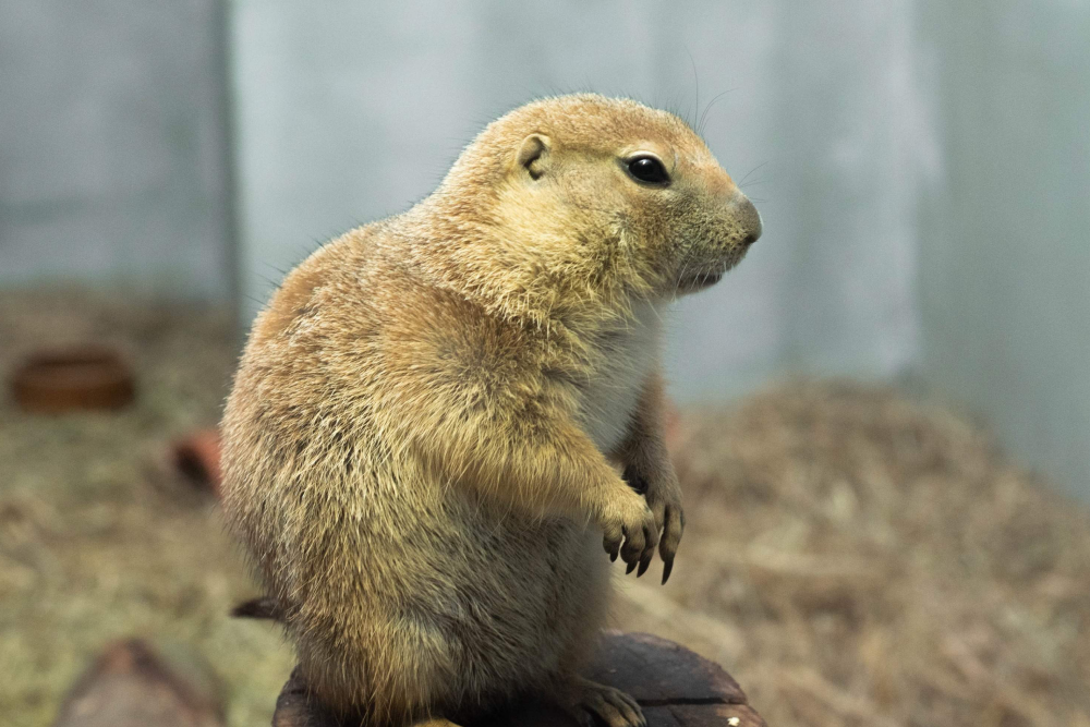 Entrada Just Farm en Just Pets Megastore - Image 5 of 6