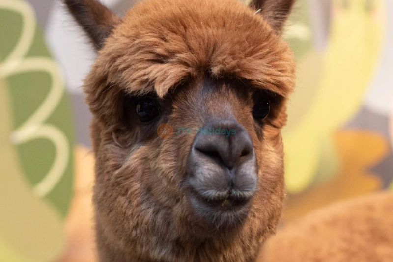 Just Farm by Just Pets Megastore Ticket - Image 6 of 6