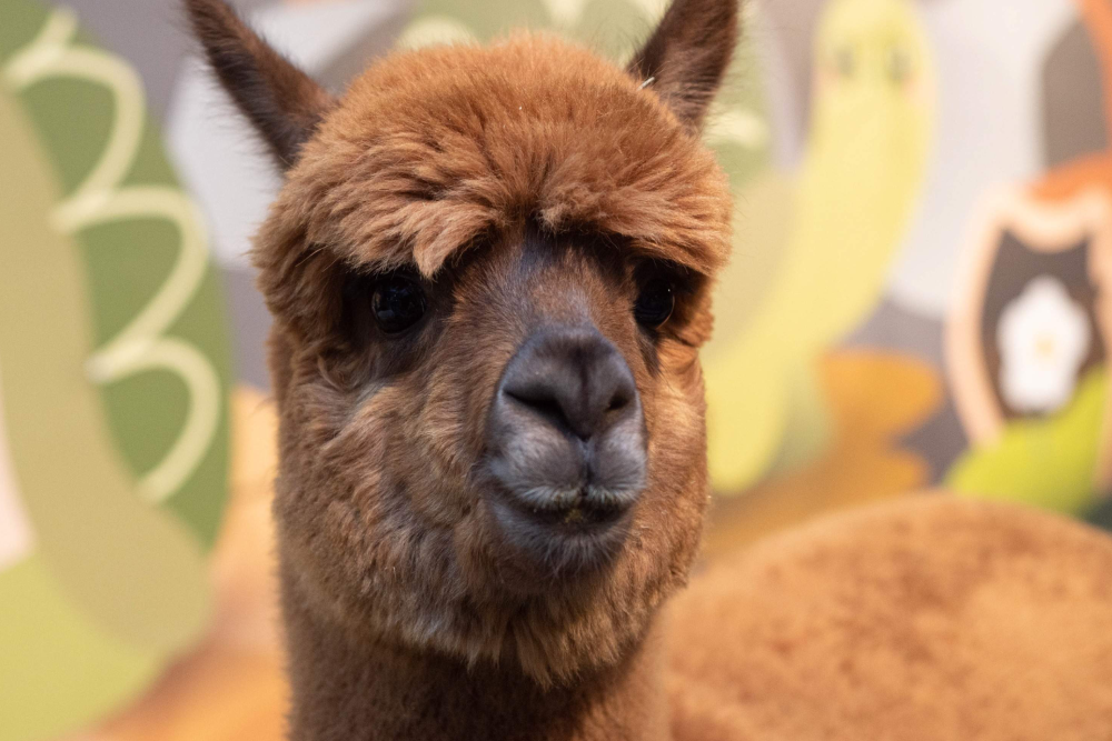 Entrada Just Farm en Just Pets Megastore - Image 6 of 6