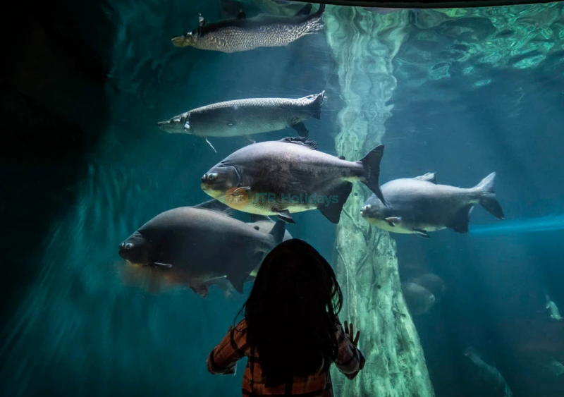 Biglietto Aquaria KLCC