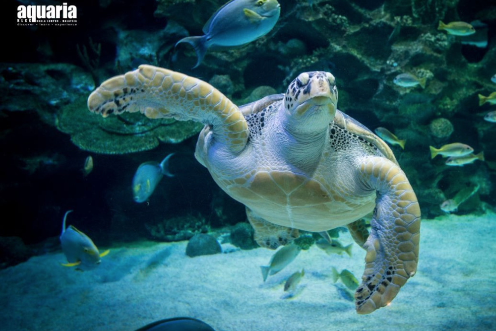 아쿠아리아 KLCC 티켓 - Image 1 of 6