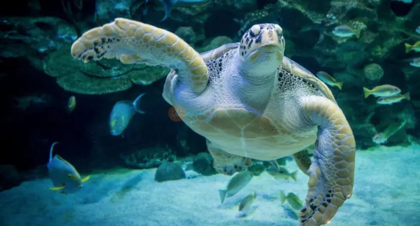 吉隆坡城市中心水族馆门票 - Image 1 of 6