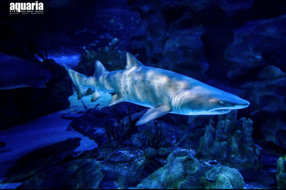 아쿠아리아 KLCC 티켓 - Image 3 of 6