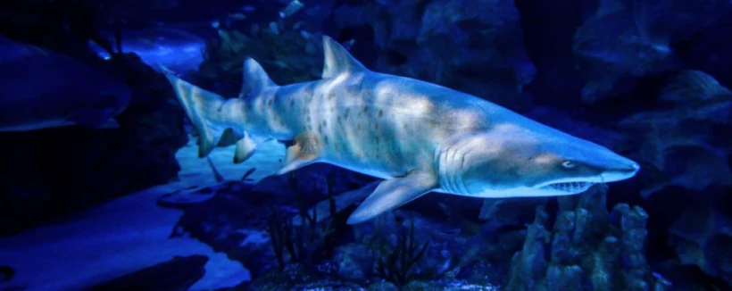 吉隆坡城市中心水族馆门票 - 图片 3 的 5
