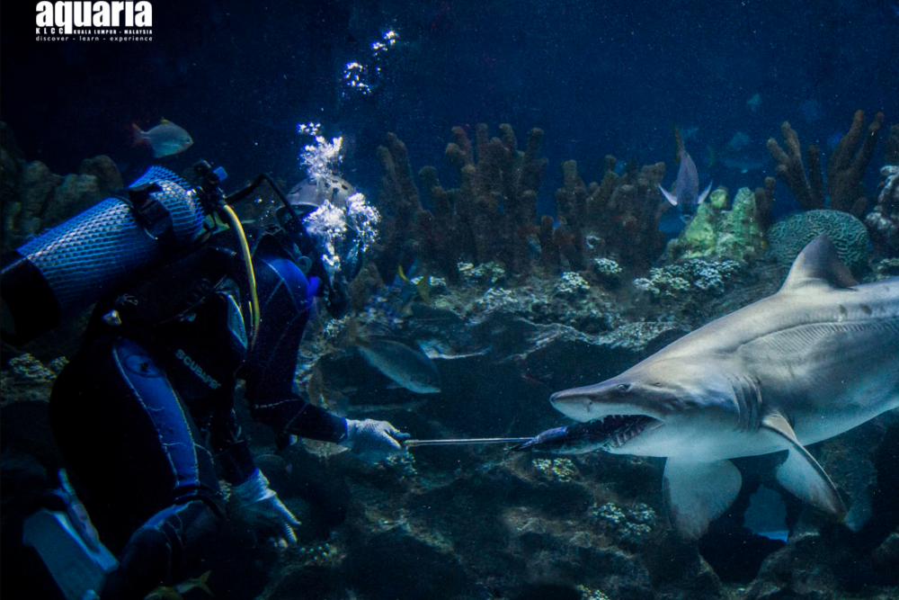 아쿠아리아 KLCC 티켓 - Image 4 of 6