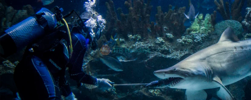 吉隆坡城市中心水族馆门票 - 图片 4 的 5