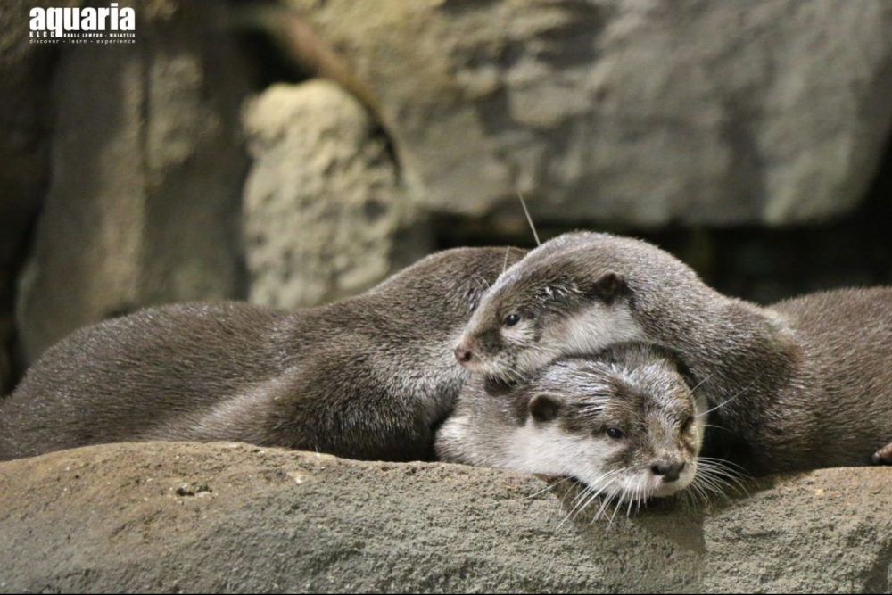 아쿠아리아 KLCC 티켓 - 이미지 2 중 5