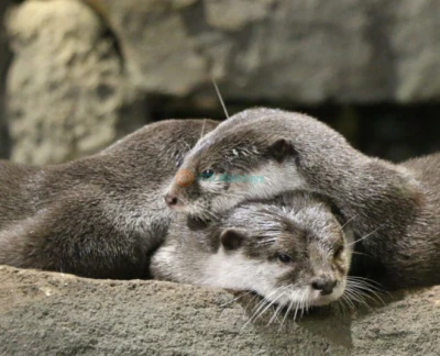 吉隆坡城市中心水族馆门票 - 图片 2 的 5
