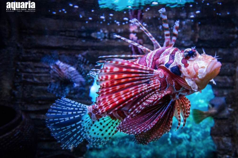 아쿠아리아 KLCC 티켓 - Image 5 of 6