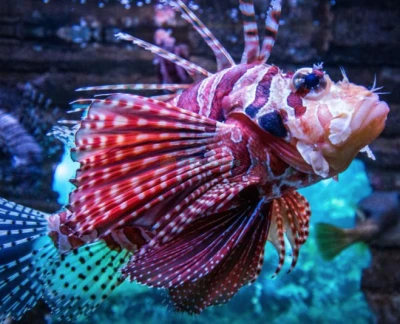 吉隆坡城市中心水族馆门票 - 图片 5 的 5