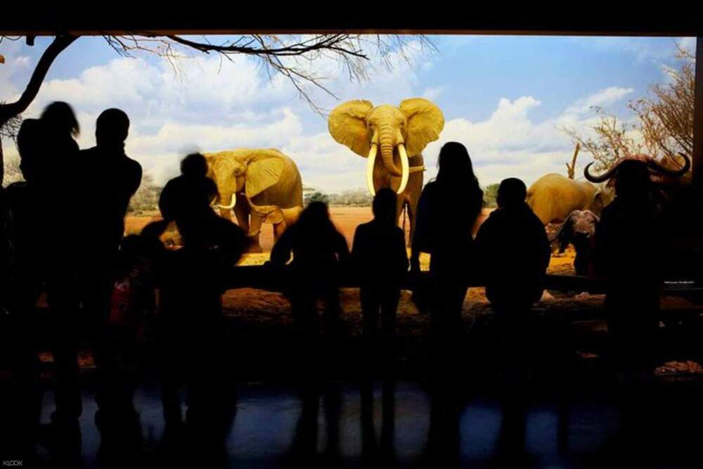 Billet pour le Musée d'Histoire Naturelle - Los Angeles - Obtenez vos billets pour le Musée d'Histoire Naturelle du comté de Los Angeles et explorez des fossiles de dinosaures impressionnants, des gemmes rares, des plantes vivantes et des expositions interactives. Découvrez le Tyrannosaure rex, l'histoire naturelle de la Californie et bien plus encore dans cette aventure muséale adaptée aux familles. Billet pour le Musée d'Histoire Naturelle - Los Angeles - Image 3 sur 5