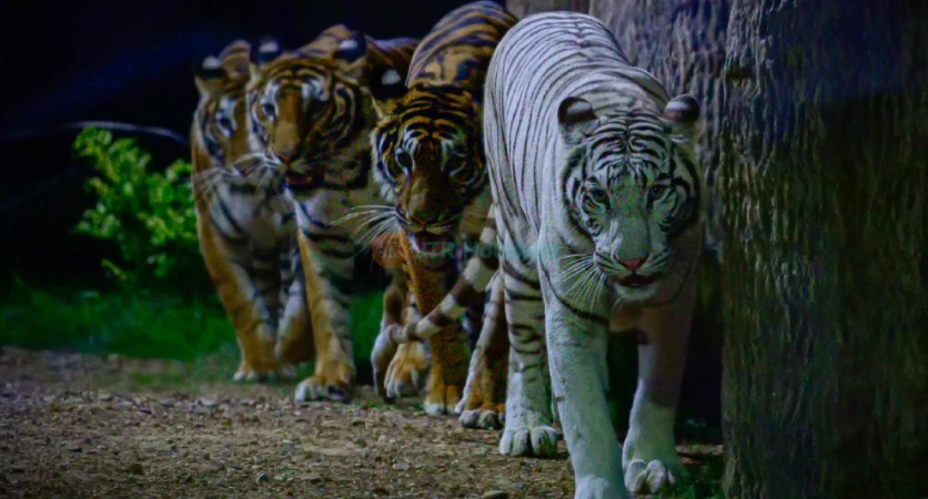 Chiang Mai Night Safari Park – Wildlife Encounters & Night Adventures - JTR Holidays