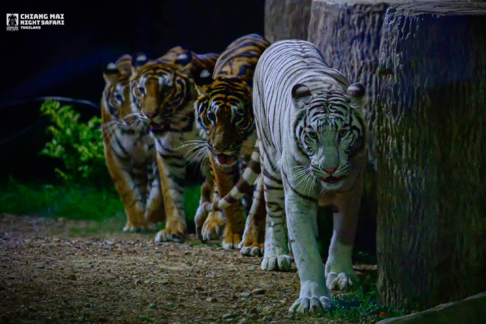 Entrada al Safari Nocturno de Chiang Mai - Descubre una aventura inolvidable con la vida silvestre en el Parque Safari Nocturno de Chiang Mai, donde puedes conocer animales exóticos en su entorno natural. Disfruta de un paseo en tranvía por el Parque Safari Nocturno de Chiang Mai y acércate a jirafas, cebras, tigres y más. Explora la experiencia única del zoológico nocturno en el Parque Safari Nocturno de Chiang Mai y observa animales activos por la noche. ¡No te pierdas los shows de animales y las emocionantes presentaciones que hacen del Parque Safari Nocturno de Chiang Mai un destino perfecto para familias y amantes de la naturaleza! Entrada al Safari Nocturno de Chiang Mai - Imagen 1 de 5