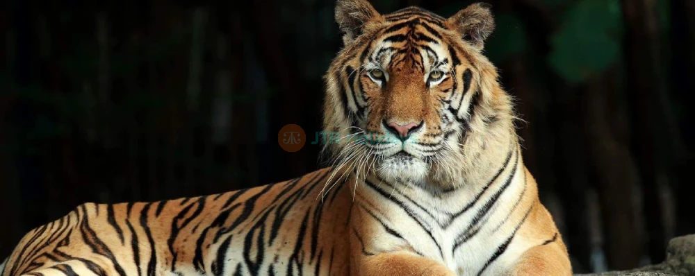 Chiang Mai Night Safari Ticket - Image 4 of 5