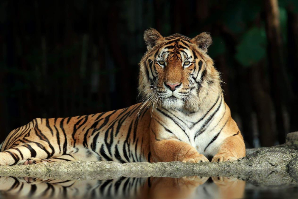 チェンマイ・ナイトサファリ チケット - 画像 4 の 5