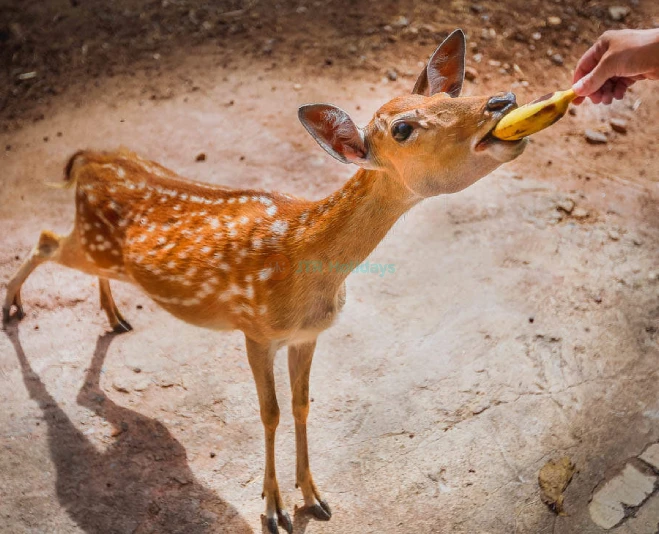 Chiang Mai Night Safari Ticket - Image 2 of 5