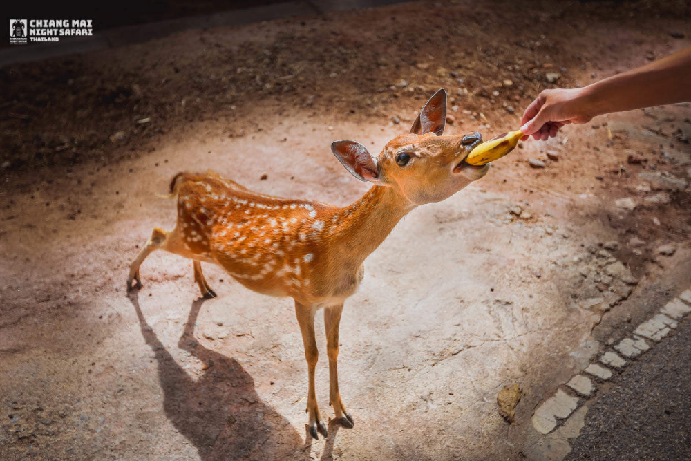 Entrada al Safari Nocturno de Chiang Mai - Descubre una aventura inolvidable con la vida silvestre en el Parque Safari Nocturno de Chiang Mai, donde puedes conocer animales exóticos en su entorno natural. Disfruta de un paseo en tranvía por el Parque Safari Nocturno de Chiang Mai y acércate a jirafas, cebras, tigres y más. Explora la experiencia única del zoológico nocturno en el Parque Safari Nocturno de Chiang Mai y observa animales activos por la noche. ¡No te pierdas los shows de animales y las emocionantes presentaciones que hacen del Parque Safari Nocturno de Chiang Mai un destino perfecto para familias y amantes de la naturaleza! Entrada al Safari Nocturno de Chiang Mai - Imagen 2 de 5