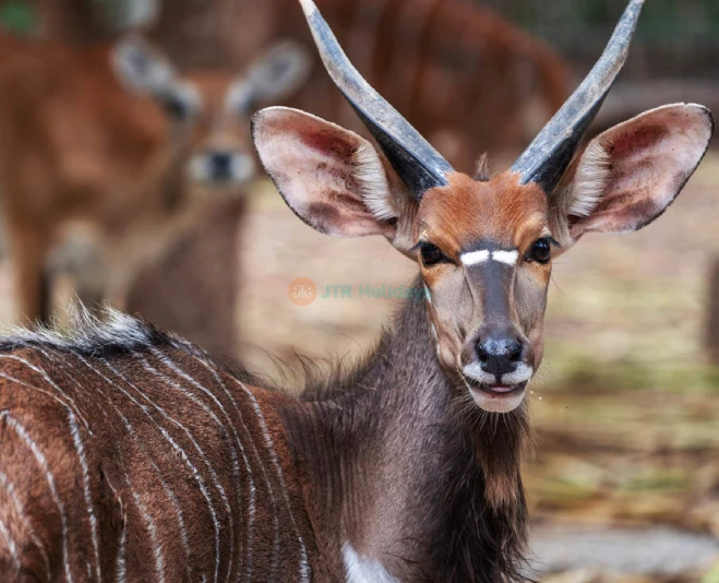 Chiang Mai Night Safari Ticket - Image 5 of 5