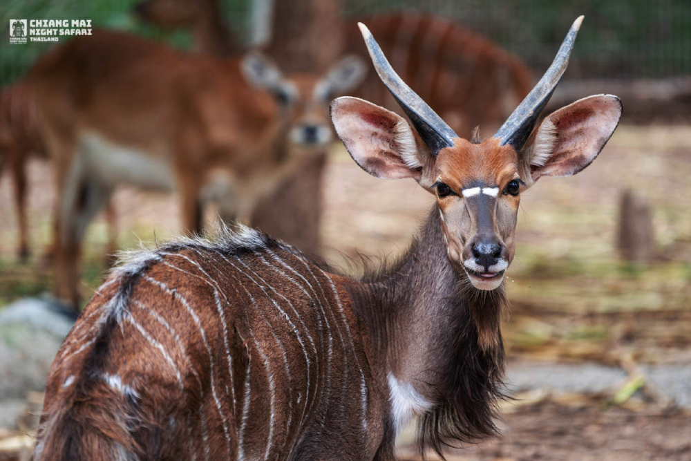 Entrada al Safari Nocturno de Chiang Mai - Descubre una aventura inolvidable con la vida silvestre en el Parque Safari Nocturno de Chiang Mai, donde puedes conocer animales exóticos en su entorno natural. Disfruta de un paseo en tranvía por el Parque Safari Nocturno de Chiang Mai y acércate a jirafas, cebras, tigres y más. Explora la experiencia única del zoológico nocturno en el Parque Safari Nocturno de Chiang Mai y observa animales activos por la noche. ¡No te pierdas los shows de animales y las emocionantes presentaciones que hacen del Parque Safari Nocturno de Chiang Mai un destino perfecto para familias y amantes de la naturaleza! Entrada al Safari Nocturno de Chiang Mai - Imagen 5 de 5