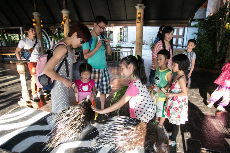 Chiang Mai Night Safari Park – Wildlife Encounters & Night Adventures - JTR Holidays