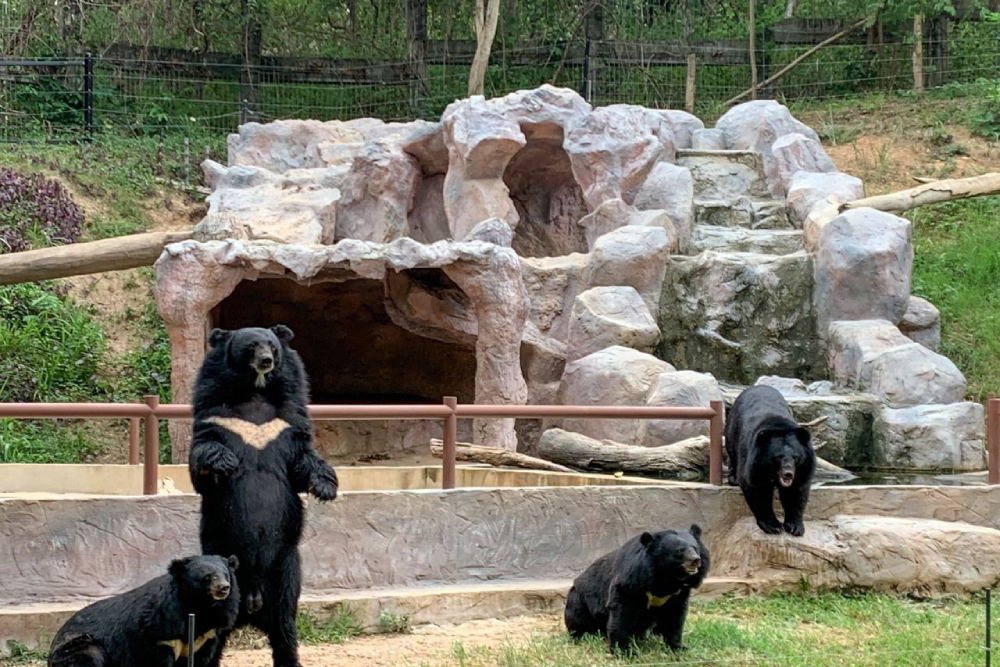 チェンマイ・ナイトサファリ チケット - Image 7 of 10