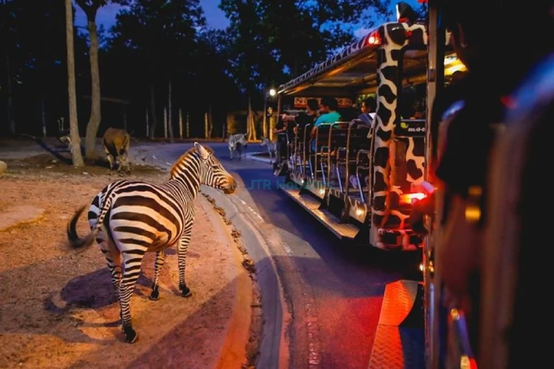 Chiang Mai Night Safari Park – Wildlife Encounters & Night Adventures - JTR Holidays