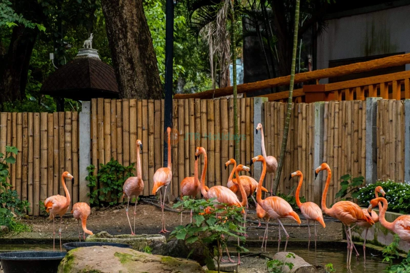 Chiang Mai Night Safari Ticket - Image 9 of 10