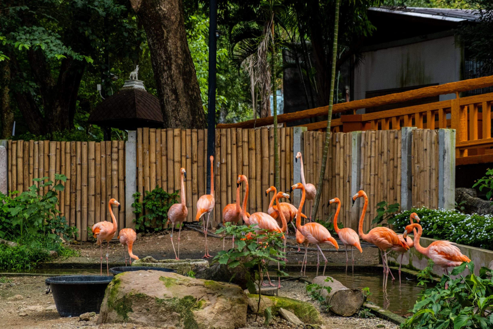 チェンマイ・ナイトサファリ チケット - Image 9 of 10
