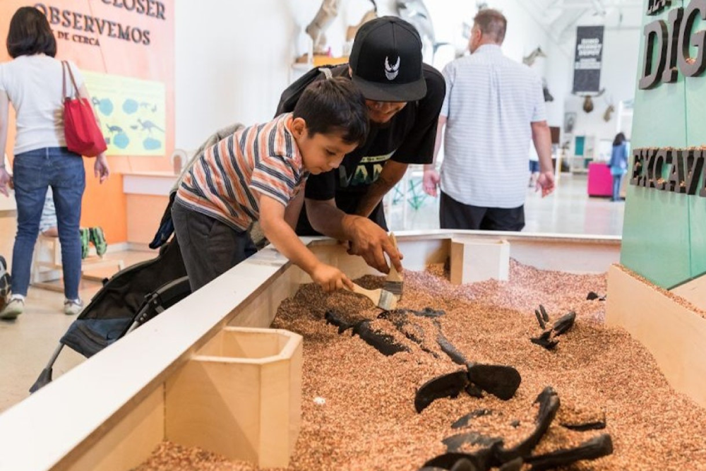 Billet pour le Musée d'Histoire Naturelle - Los Angeles - Obtenez vos billets pour le Musée d'Histoire Naturelle du comté de Los Angeles et explorez des fossiles de dinosaures impressionnants, des gemmes rares, des plantes vivantes et des expositions interactives. Découvrez le Tyrannosaure rex, l'histoire naturelle de la Californie et bien plus encore dans cette aventure muséale adaptée aux familles. Billet pour le Musée d'Histoire Naturelle - Los Angeles - Image 4 sur 5