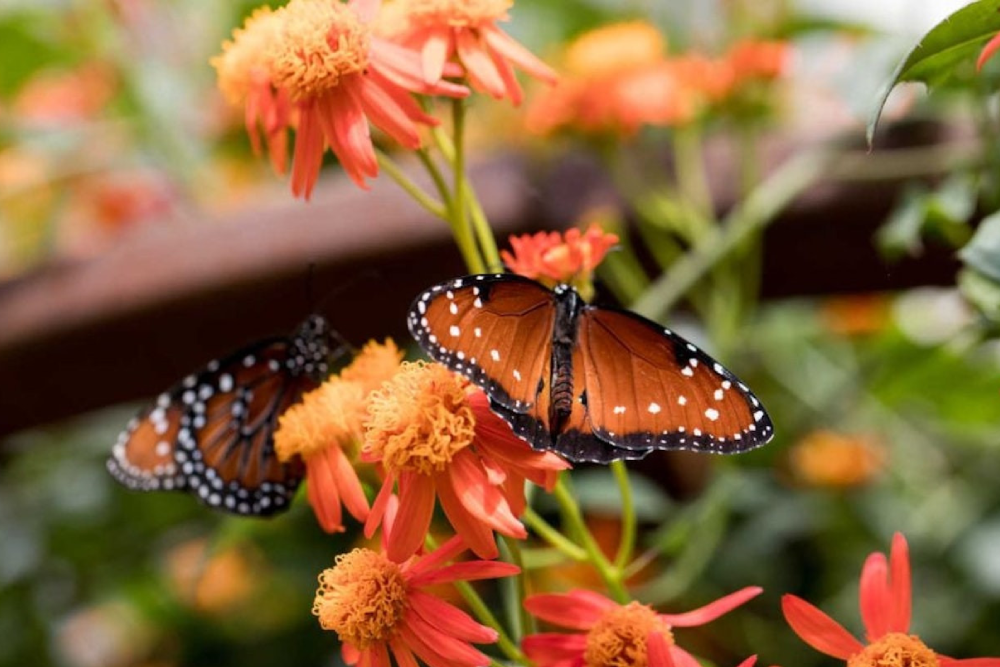 Natural History Museum Ticket - Los Angeles - Image 7 of 7