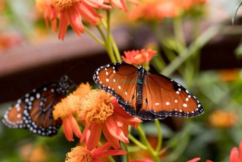 Natural History Museum Ticket - Los Angeles - Image 7 of 7