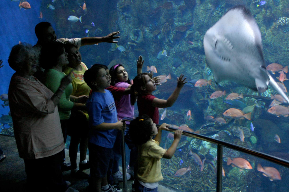 Tickets für das Aquarium des Pazifiks - Image 1 of 7