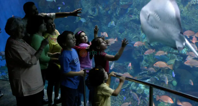 Entradas para el Acuario del Pacífico - Image 1 of 7