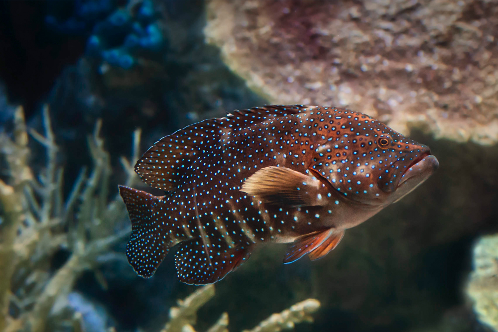 Tickets für das Aquarium des Pazifiks - Bild 2 von 5